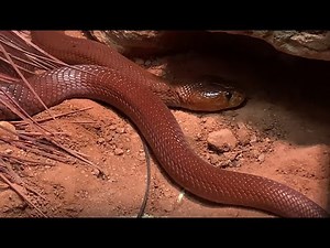 2024 Columbus Zoo See the Reptile House!