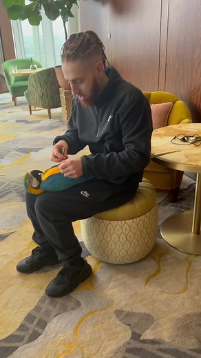 How I get a leg harness on my Parrot, A lot of training went into it & you should never fly your parrot with a leg harness it can be dangerous #fyp