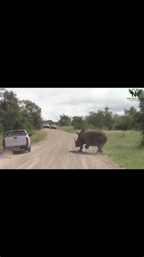 Too Close! Rhino Attacks Safari Vehicle 🦏🚫