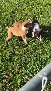 CARAMEL’s puppies are ready for their FUREVER FAMILIES! Put in an application Happy Tails! Current / past pet vet records / registration must be UTD. RENTERS must have permission from landlord. Applications may take 24-48 hours to be processed | Happy Tails