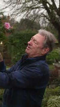 The Stunning Plant That Only Blooms at Christmas 🎁