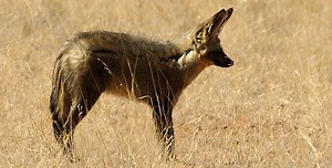 Animal Guide: Bat-Eared Fox