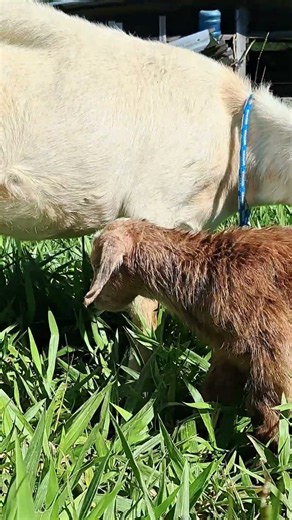 Cute little baby goat born on a homestead