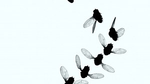 Fruchtfliege als Flugkünstler