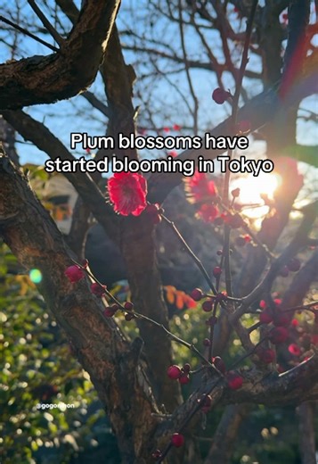 Blooming Plum Blossoms in Tokyo: Spring's Arrival