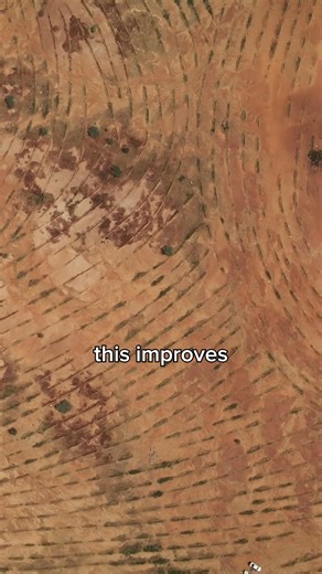 Re-greening one of the toughest environments on Earth 💪 Climate change has slowly turned Senegal’s savannahs into deserts. But we’re bringing them back with our partners Hommes et Terre 💚 by digging half-moons 🌙 Watch until the end to learn how many trees the Ecosia community has planted here! #regreening #halfmoons #reforestation | Ecosia