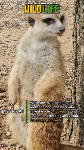 Wild Life | Meerkat