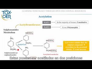2.4.14. Acetilación por acetiltransferasas