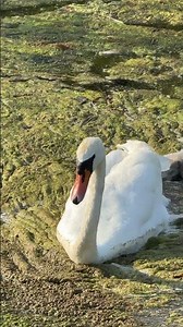 “Two cygnets follow their mum through algae-covered water 🦢🌊🌿🐣🐣”