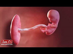 What does my baby look like at 9 weeks pregnant? - Pregnancy Week By Week