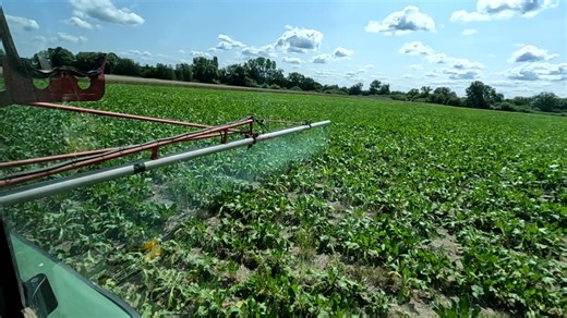Kupfer in der Not: Auch Biobauern spritzen Pflanzenschutzmittel