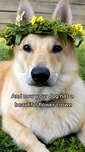 How to Make a Dog Flower Crown for Midsummer Celebration