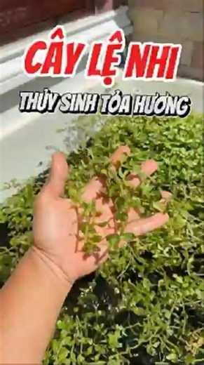 Cắt tỉa cây thủy sinh lệ nhi được trồng bán cạn ngoài trời - Nuôi cá dưỡng tâm