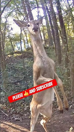 DEER STANDS UP ON HIND LEGS and Looks Into Camera | Amazing Wildlife Close-Up! #ahorts