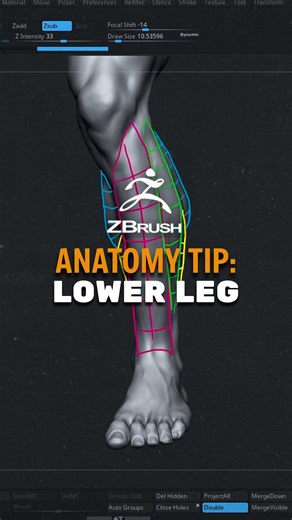 Logan Wiesen on Instagram: "Yall know I don’t gatekeep. Here’s how to sculpt realistic legs in Zbrush. Simplification is the key 🔑 You’re going to remember and identify simple shapes far better than complex shapes. Follow for more 3D character, Zbrush sculpting, & anatomy value #3dart #3dartist #3dmodelling #charactermodeling #digitalsculpt #3dsculpting #zbrush #zbrushsculpt #blender3d #blendercommunity #3dtutorials #arttips #artimprovement #3dtutorials"