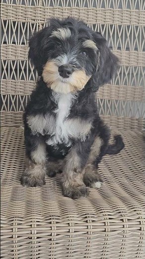 tri color mini bernedoodle puppy in ohio. Such a sweet temperament