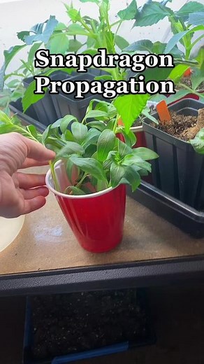 Effective Snapdragon Propagation Techniques