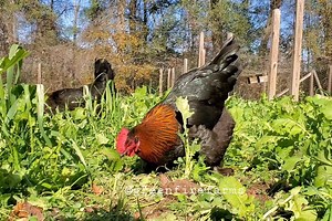 The black copper Marans are taking advantage of this sunny, spring-like day after having several rainy days over the holiday break. ☀️ Find this breed and more on our website. Link in profile. . . . #greenfirefarms #farmingdoneright #farmlife #farm #farming #sustainablefarming #sustainability #chickens #poultry #homestead #backyardchickens #backyardpoultry #chicks #springchicks #weeklyfluff #chickensofinstagram #chickenlife #cutepets #countryliving #backyardpoultrymag #marans #blackcoppermarans 