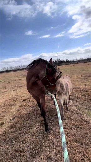 Oh Jerry 🙄 #donkey #shrek #donkeysoftiktok #horses | donkey