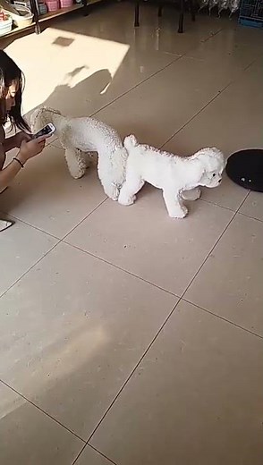 #shorts It is been 10 minutes long dog mating.|dog sex doll review from customer|for pet lovers