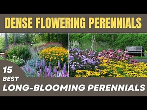 15 BEST Longest Blooming Perennials | Non-Stop Flowering Perennials For Low Maintenance Landscaping