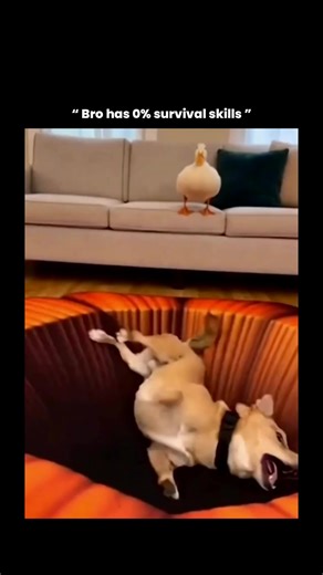 Funky Facts on Instagram: "This video captures a perfect example of how animals can be easily tricked by floor projection illusions, which use 3D-style graphics to create the appearance of depth where there is none. The “giant hole” on the floor is actually just a realistic digital image, but because dogs rely heavily on instinct and depth perception, their brains interpret the dark center and shadows as a real drop. Studies show that many pets, especially dogs, respond strongly to visual cues t