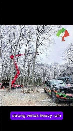 Best Tree Service in Franklin, NH | Tree Fellas