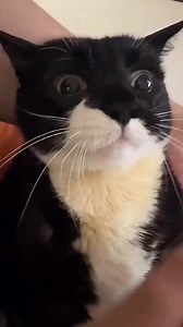 Cats have true fur, in that they have both an undercoat and an outer coat. | BMW matrix