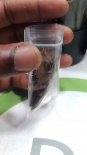 Creating a Beautiful Mossarium Terrarium