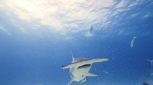 5.4K views · 353 reactions | Sharks are spectacular this #sharkweek...