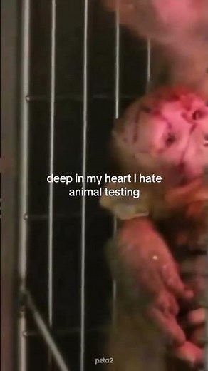 this is the reality of animal testing 💔