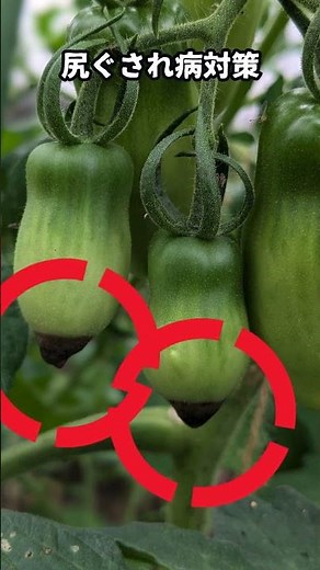 【尻ぐされ病】トマトが黒くなるのを止める裏ワザとは？
