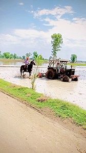 10K views · 47K reactions | Jvani  #horses #horses #horseriding #horsepower | Gurchand Sarpanch | Facebook