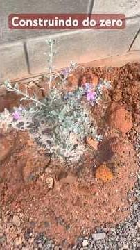 Plantas área externa na cabana #cabana #jardinagem #jardim #plantas #flores #construindodozero