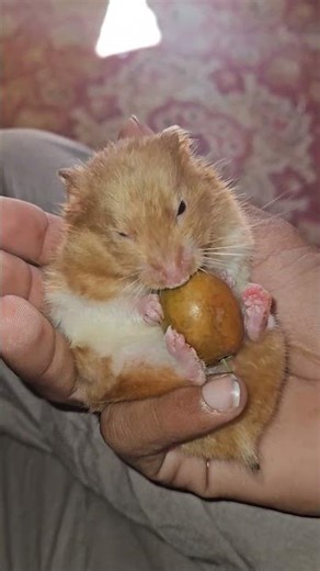 hamster Core 🐹 #hamster #cute #cuteanimal #shorts #animals