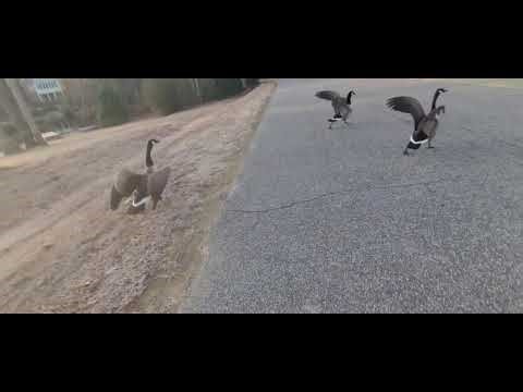 Canadian geese flying back to the pond