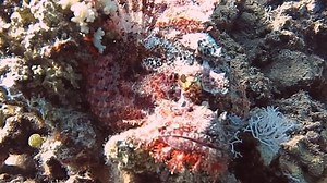 Scorpionfish have venomous spines coated with mucus, which gives them their name. These perchlike fish have large, spiny heads and strong fin spines. Their camouflaged appearance allows them to blend in with their surroundings, making them effective ambush predators. 🌊🔍 #Scorpionfish, #MarineLife #venomous #underwaterlife #uwphotography #oceanconservation #ocean #redsea #underwaterphotography #naturephotography #marinebiology #oceanlife | Scuba Diving Holidays
