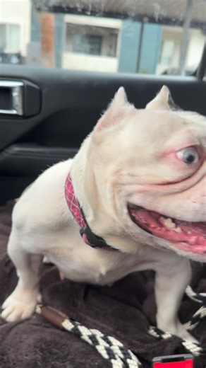 Nova had her soft palate (BOAS) surgery today. And instead of just saying “she did great” (she did 🥹), we want to use her story to talk about something that desperately needs more attention in the bulldog world. Let’s talk about breathing: What’s normal. What’s not. And what’s been wrongly normalized. 🔹 Normal: Quiet breathing at rest. Comfortable sleep without gasping. Ability to cool down with normal effort. 🔹 Not normal: Constant snorting, gagging, or struggling to catch air. Needing to si