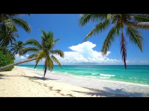 Tropical Beach Day Ambience – Soft Rolling Waves & Coconut Trees for Sleep, Study & Relaxation