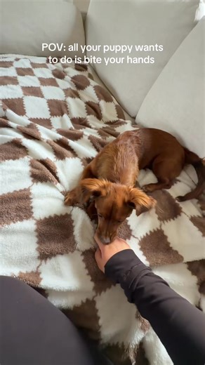 #chiweenie chihuahua #chiweenie | Chiweeniepuppies Available For Adoption And Rehoming