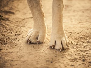 'Horrible Hundred' Puppy Mills: PA Has 8 Breeders On List