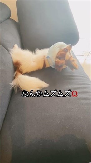 長い脚でキックしてくる🦵怒り犬#去勢手術 #いぬすたぐらむ #キック力＃足蹴り