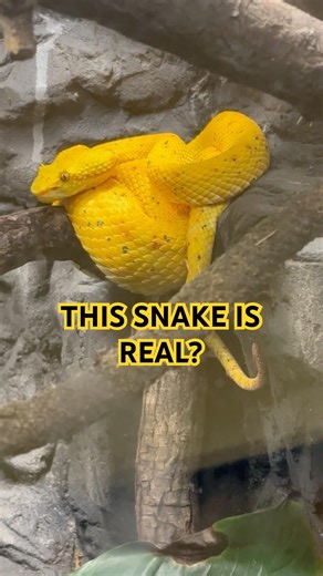 This Snake Looks Fake… But It Isn’t