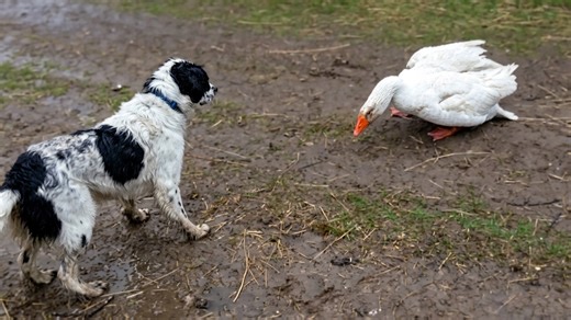 Watch what happens when a dog gets too close to a goose