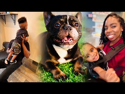 😭 Come Witness the ACTUAL BIRTH of Day Dream's Puppy!! | AMAZING Stitch Work on a French Bulldog 🐶❤️
