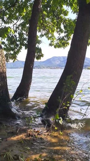 251024 호숫가물결~~ #호수 #물 #나무 #산 #나는반딧불 #황가람