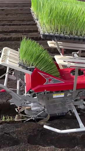 Automated Scallion Planting.