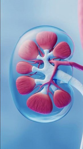 Welireg Wins FDA Approval for Advanced Renal Cell Carcinoma, the Second for the Merck Drug