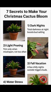 49K views · 151 reactions | 7 Simple Steps That Make a Christmas Cactus Bloom on Time ✅ | Garden Tricks | Facebook