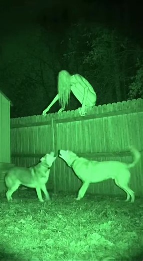 She was watching them from the fence… 👀 But the dogs weren’t afraid at all. 🐕🌙 #c#creepyn#nightvisionh#horrorvibess#scarystoryp#paranormal #fyp